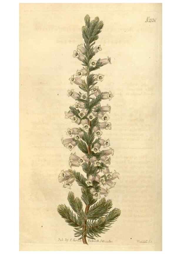 Reproducción/Reproduction 34803436210: Curtis's botanical magazine.. London ; New York [etc.] :Academic Press [etc.]