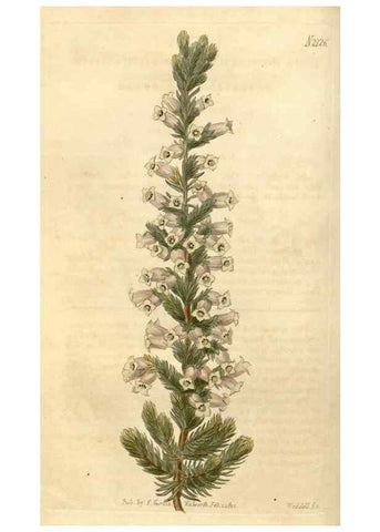 Reproducción/Reproduction 34803436210: Curtis's botanical magazine.. London ; New York [etc.] :Academic Press [etc.]