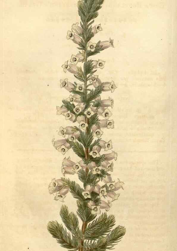 Reproducción/Reproduction 34803436210: Curtis's botanical magazine.. London ; New York [etc.] :Academic Press [etc.]