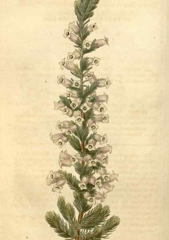 Reproducción/Reproduction 34803436210: Curtis's botanical magazine.. London ; New York [etc.] :Academic Press [etc.]