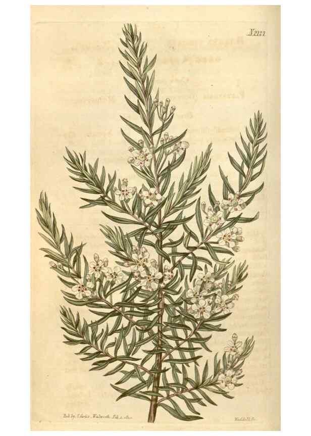 Reproducción/Reproduction 34803438450: Curtis's botanical magazine.. London ; New York [etc.] :Academic Press [etc.]