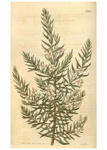 Reproducción/Reproduction 34803438450: Curtis's botanical magazine.. London ; New York [etc.] :Academic Press [etc.]