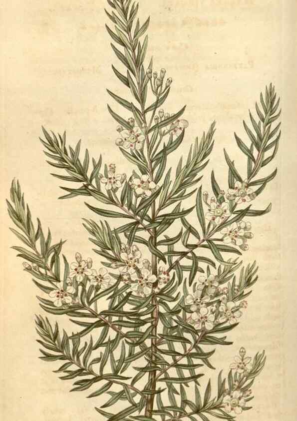 Reproducción/Reproduction 34803438450: Curtis's botanical magazine.. London ; New York [etc.] :Academic Press [etc.]
