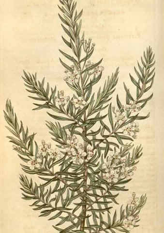 Reproducción/Reproduction 34803438450: Curtis's botanical magazine.. London ; New York [etc.] :Academic Press [etc.]