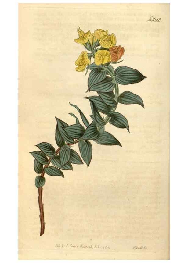 Reproducción/Reproduction 34803440300: Curtis's botanical magazine.. London ; New York [etc.] :Academic Press [etc.]