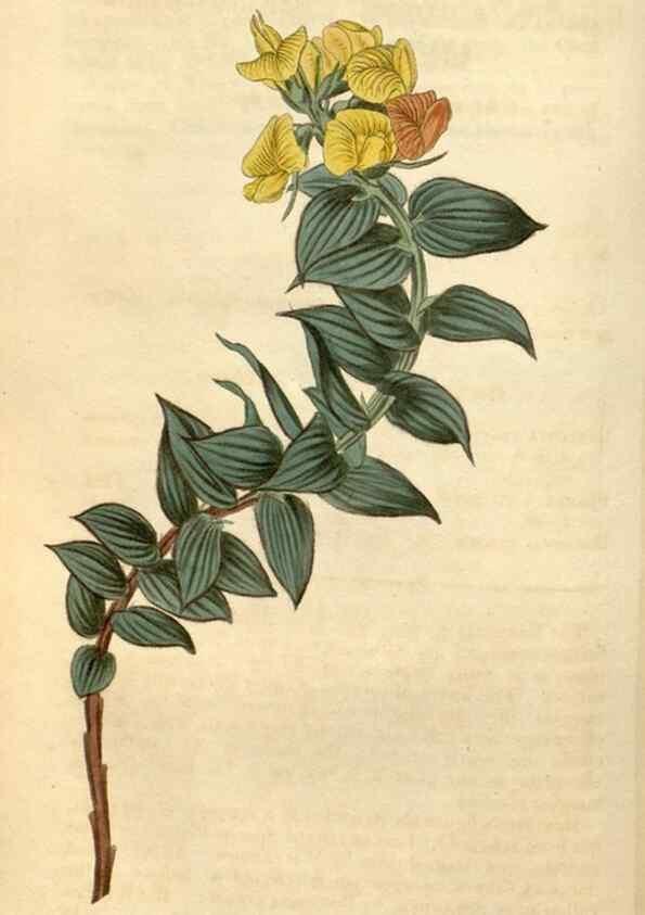 Reproducción/Reproduction 34803440300: Curtis's botanical magazine.. London ; New York [etc.] :Academic Press [etc.]