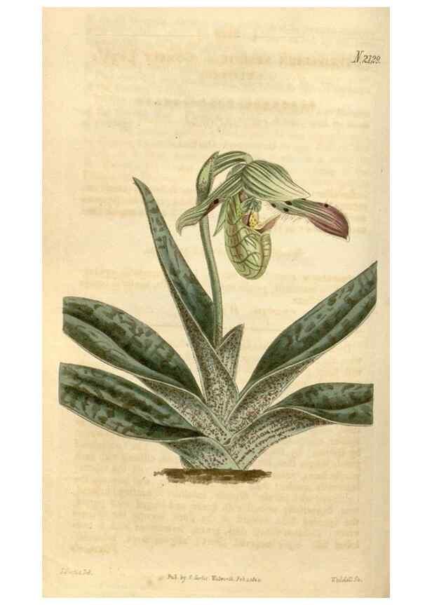 Reproducción/Reproduction 35190015215: Curtis's botanical magazine.. London ; New York [etc.] :Academic Press [etc.]