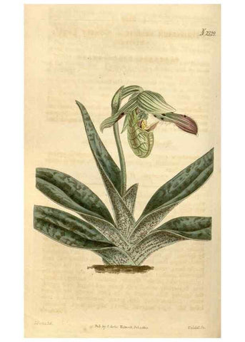 Reproducción/Reproduction 35190015215: Curtis's botanical magazine.. London ; New York [etc.] :Academic Press [etc.]