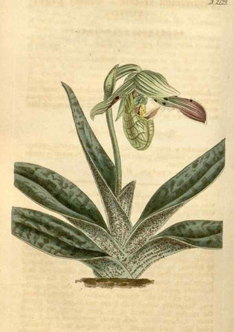 Reproducción/Reproduction 35190015215: Curtis's botanical magazine.. London ; New York [etc.] :Academic Press [etc.]
