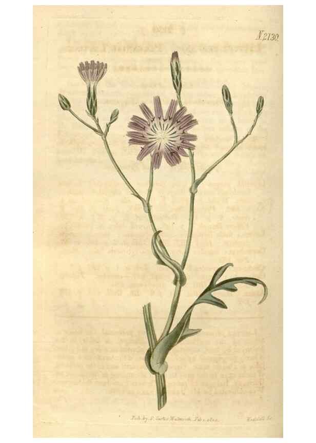 Reproducción/Reproduction 35190019335: Curtis's botanical magazine.. London ; New York [etc.] :Academic Press [etc.]