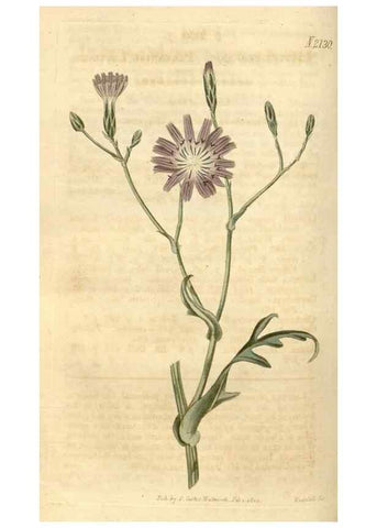 Reproducción/Reproduction 35190019335: Curtis's botanical magazine.. London ; New York [etc.] :Academic Press [etc.]