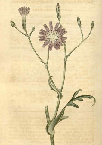 Reproducción/Reproduction 35190019335: Curtis's botanical magazine.. London ; New York [etc.] :Academic Press [etc.]