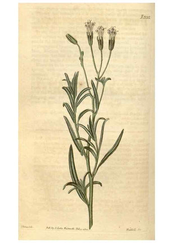 Reproducción/Reproduction 35024771992: Curtis's botanical magazine.. London ; New York [etc.] :Academic Press [etc.]