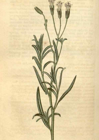 Reproducción/Reproduction 35024771992: Curtis's botanical magazine.. London ; New York [etc.] :Academic Press [etc.]