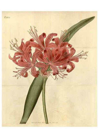 Reproducción/Reproduction 34803432780: Curtis's botanical magazine.. London ; New York [etc.] :Academic Press [etc.]
