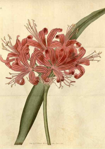 Reproducción/Reproduction 34803432780: Curtis's botanical magazine.. London ; New York [etc.] :Academic Press [etc.]