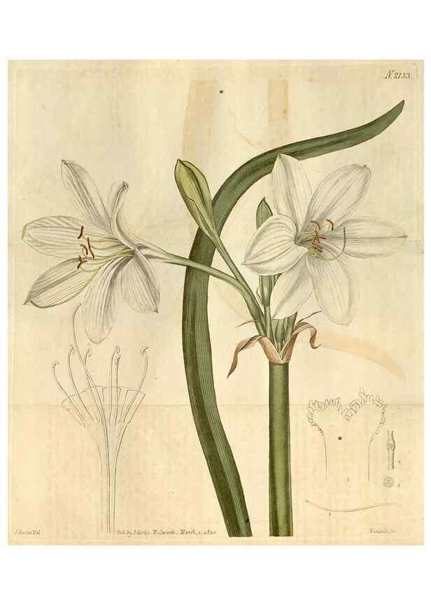 Reproducción/Reproduction 35024772642: Curtis's botanical magazine.. London ; New York [etc.] :Academic Press [etc.]