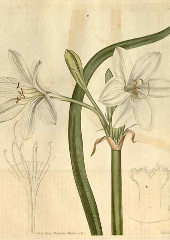 Reproducción/Reproduction 35024772642: Curtis's botanical magazine.. London ; New York [etc.] :Academic Press [etc.]