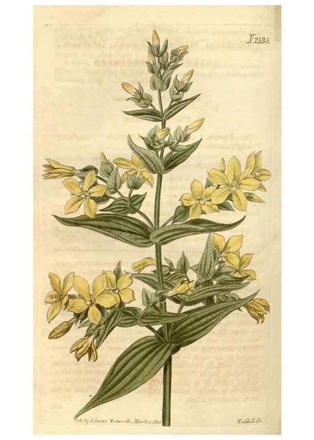Reproducción/Reproduction 35190033275: Curtis's botanical magazine.. London ; New York [etc.] :Academic Press [etc.]