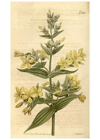 Reproducción/Reproduction 35190033275: Curtis's botanical magazine.. London ; New York [etc.] :Academic Press [etc.]