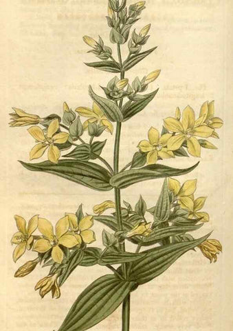 Reproducción/Reproduction 35190033275: Curtis's botanical magazine.. London ; New York [etc.] :Academic Press [etc.]