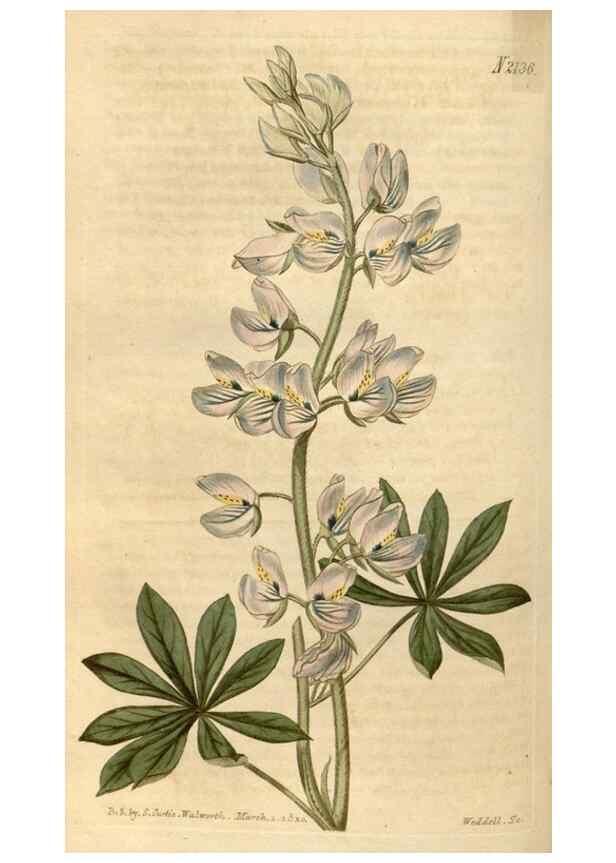 Reproducción/Reproduction 35190035495: Curtis's botanical magazine.. London ; New York [etc.] :Academic Press [etc.]