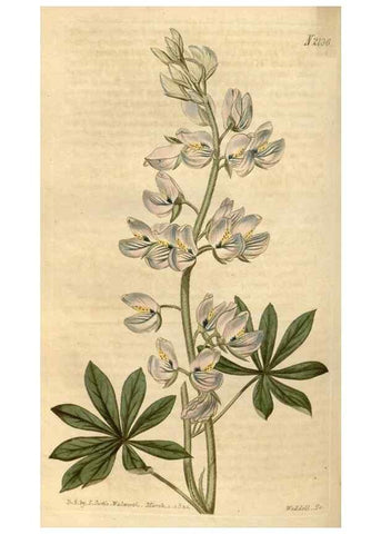 Reproducción/Reproduction 35190035495: Curtis's botanical magazine.. London ; New York [etc.] :Academic Press [etc.]
