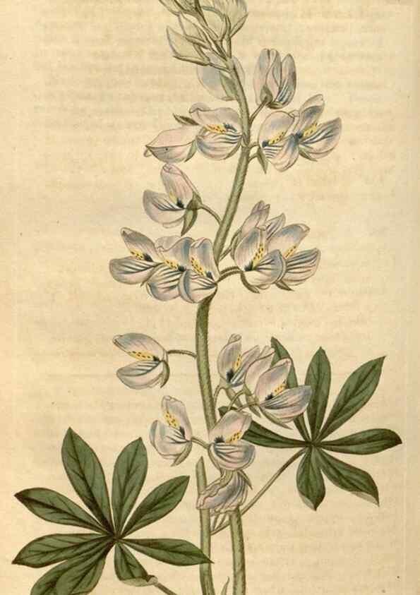 Reproducción/Reproduction 35190035495: Curtis's botanical magazine.. London ; New York [etc.] :Academic Press [etc.]