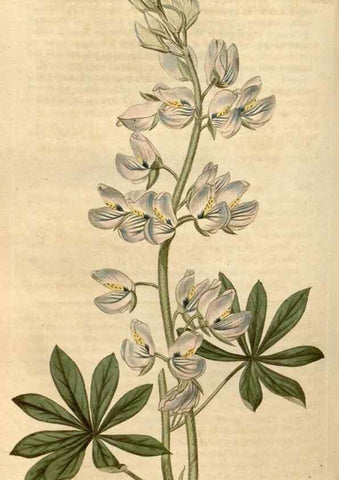Reproducción/Reproduction 35190035495: Curtis's botanical magazine.. London ; New York [etc.] :Academic Press [etc.]