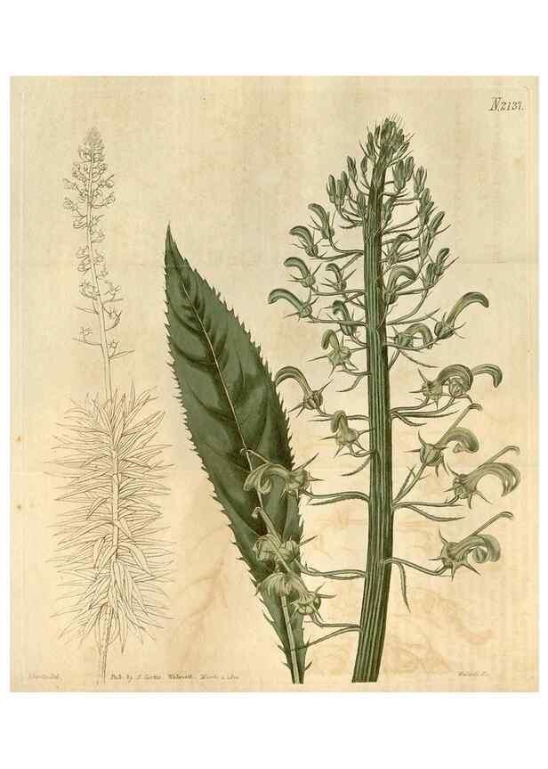 Reproducción/Reproduction 35059624731: Curtis's botanical magazine.. London ; New York [etc.] :Academic Press [etc.]