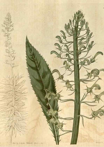 Reproducción/Reproduction 35059624731: Curtis's botanical magazine.. London ; New York [etc.] :Academic Press [etc.]