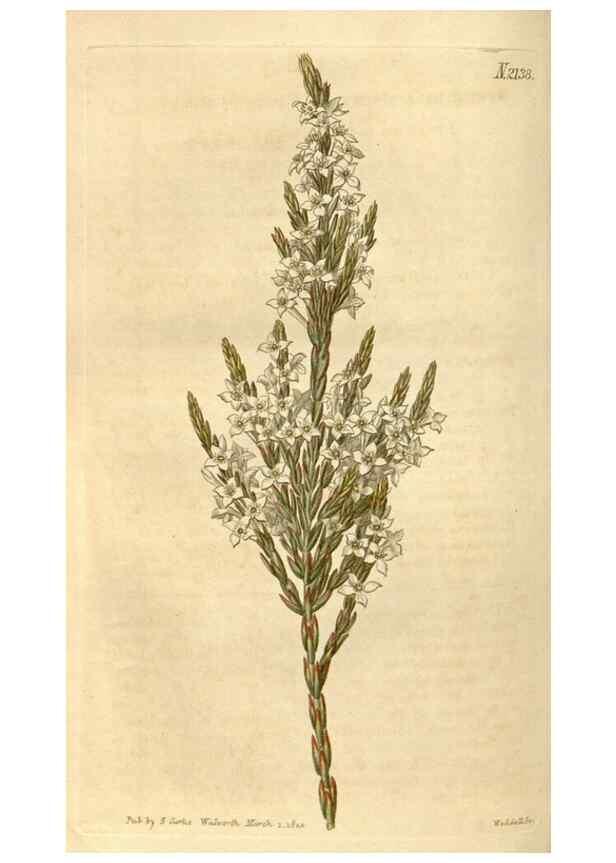 Reproducción/Reproduction 34345425984: Curtis's botanical magazine.. London ; New York [etc.] :Academic Press [etc.]