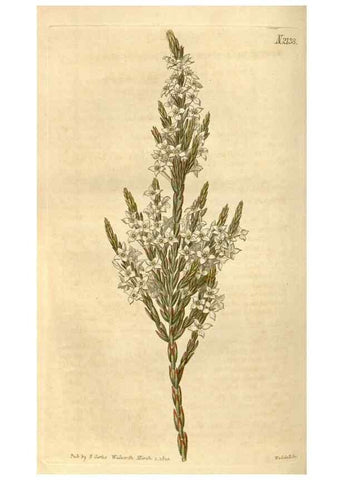 Reproducción/Reproduction 34345425984: Curtis's botanical magazine.. London ; New York [etc.] :Academic Press [etc.]