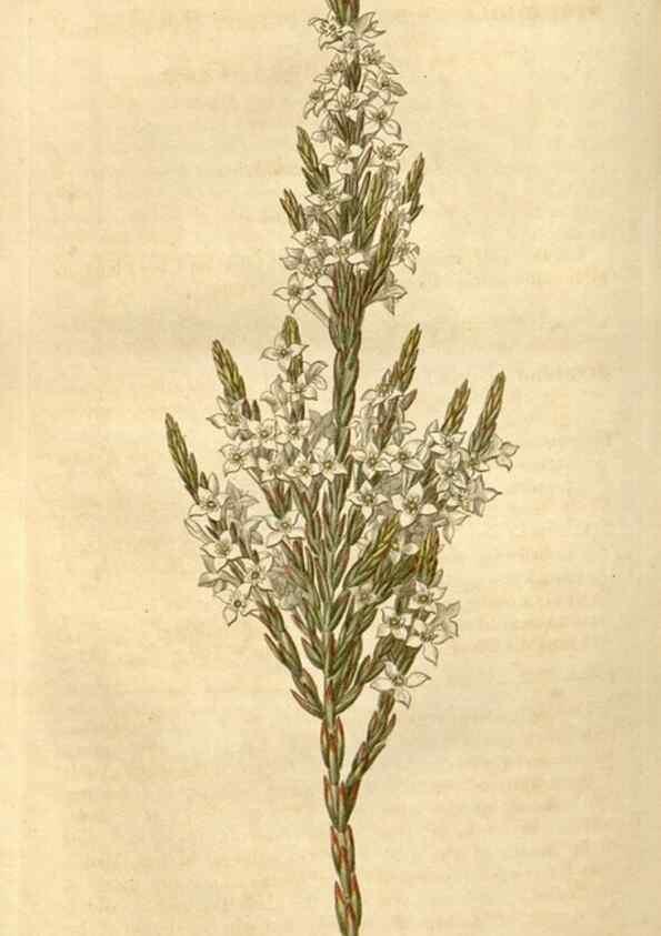 Reproducción/Reproduction 34345425984: Curtis's botanical magazine.. London ; New York [etc.] :Academic Press [etc.]