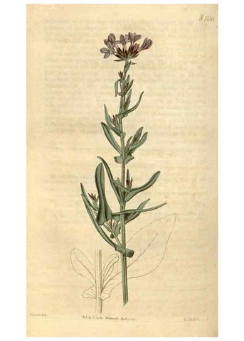 Reproducción/Reproduction 34345427734: Curtis's botanical magazine.. London ; New York [etc.] :Academic Press [etc.]