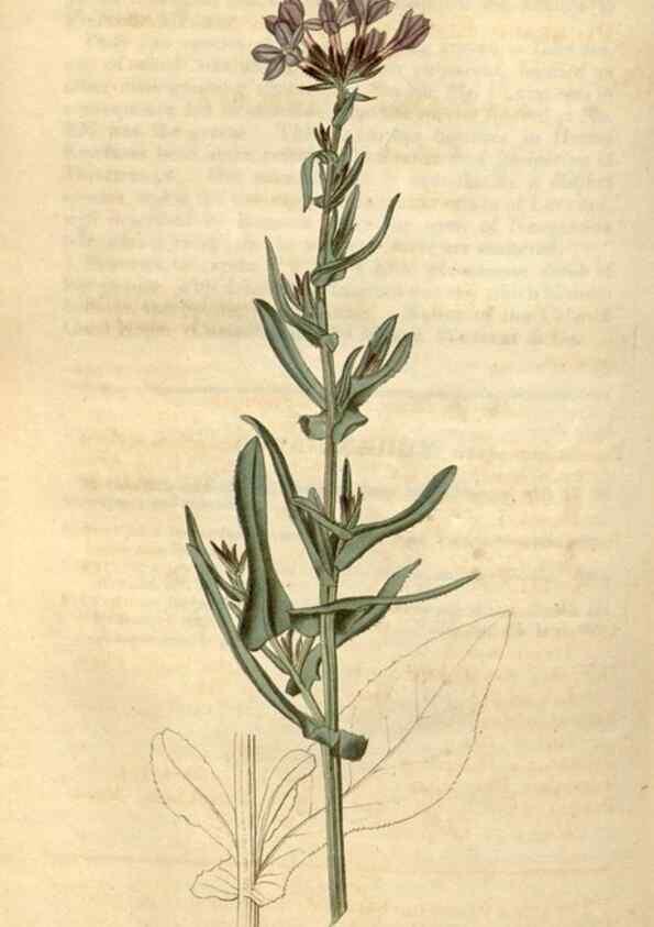 Reproducción/Reproduction 34345427734: Curtis's botanical magazine.. London ; New York [etc.] :Academic Press [etc.]
