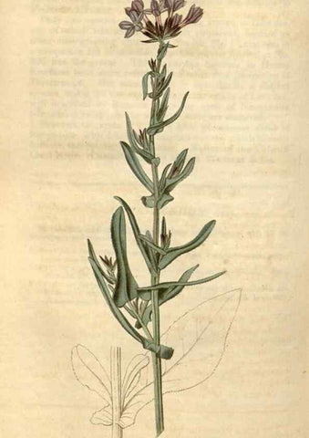 Reproducción/Reproduction 34345427734: Curtis's botanical magazine.. London ; New York [etc.] :Academic Press [etc.]