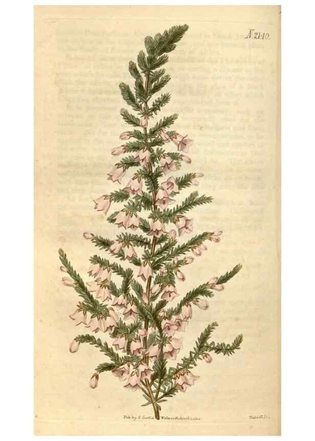 Reproducción/Reproduction 34345429304: Curtis's botanical magazine.. London ; New York [etc.] :Academic Press [etc.]