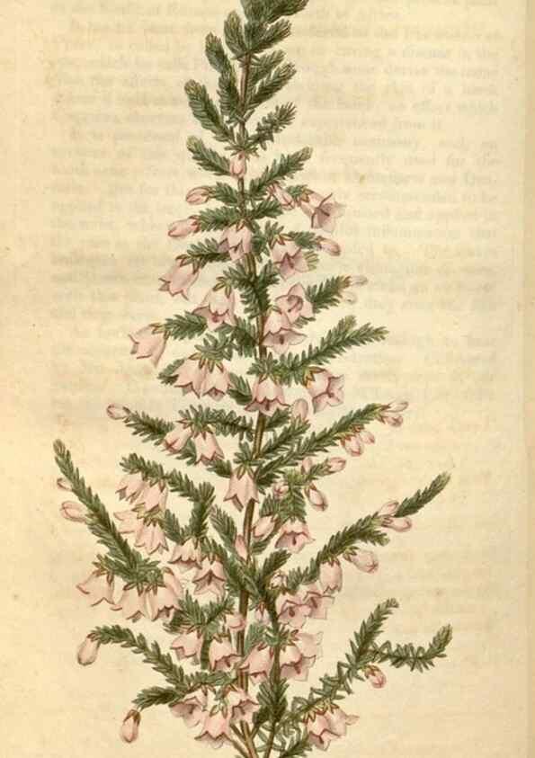 Reproducción/Reproduction 34345429304: Curtis's botanical magazine.. London ; New York [etc.] :Academic Press [etc.]