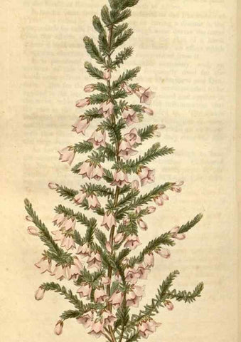 Reproducción/Reproduction 34345429304: Curtis's botanical magazine.. London ; New York [etc.] :Academic Press [etc.]
