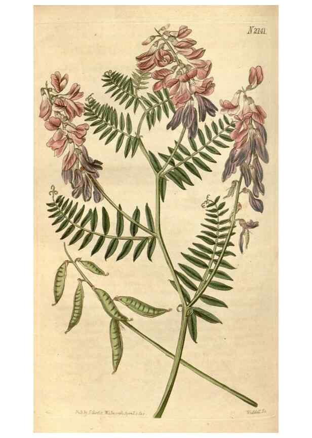 Reproducción/Reproduction 35059630351: Curtis's botanical magazine.. London ; New York [etc.] :Academic Press [etc.]
