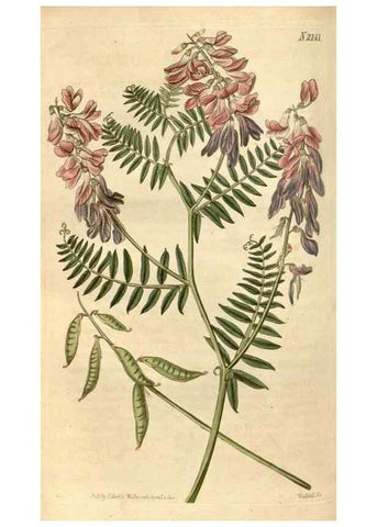 Reproducción/Reproduction 35059630351: Curtis's botanical magazine.. London ; New York [etc.] :Academic Press [etc.]