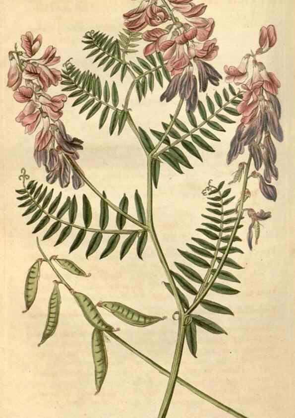 Reproducción/Reproduction 35059630351: Curtis's botanical magazine.. London ; New York [etc.] :Academic Press [etc.]