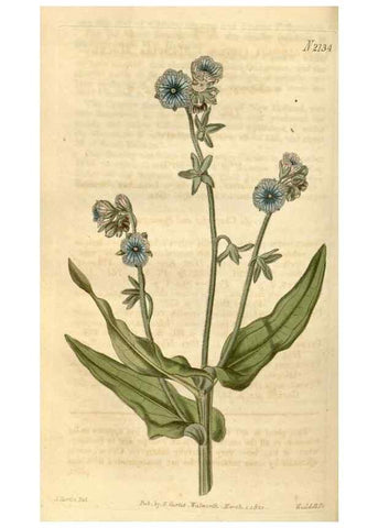 Reproducción/Reproduction 35190030865: Curtis's botanical magazine.. London ; New York [etc.] :Academic Press [etc.]