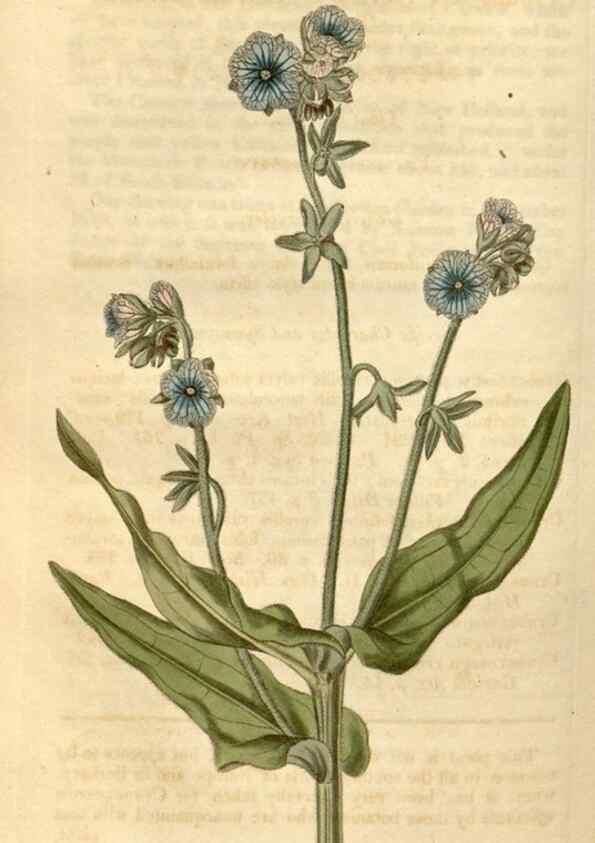 Reproducción/Reproduction 35190030865: Curtis's botanical magazine.. London ; New York [etc.] :Academic Press [etc.]