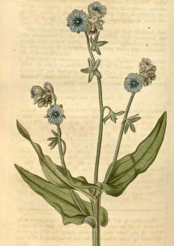 Reproducción/Reproduction 35190030865: Curtis's botanical magazine.. London ; New York [etc.] :Academic Press [etc.]