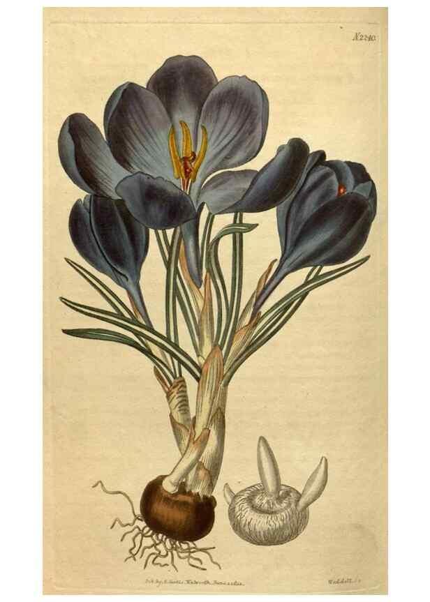 Reproducción/Reproduction 34380769103: Curtis's botanical magazine.. London ; New York [etc.] :Academic Press [etc.]