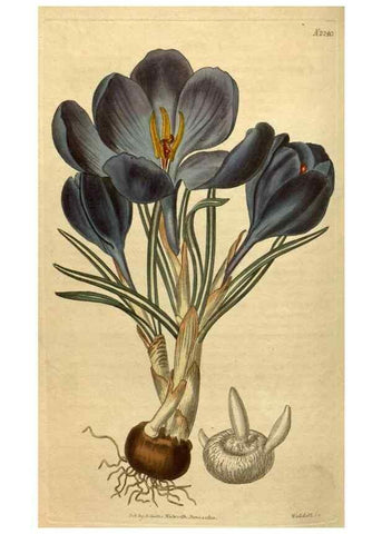 Reproducción/Reproduction 34380769103: Curtis's botanical magazine.. London ; New York [etc.] :Academic Press [etc.]