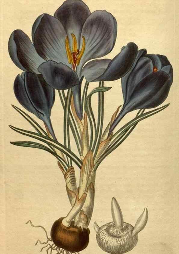 Reproducción/Reproduction 34380769103: Curtis's botanical magazine.. London ; New York [etc.] :Academic Press [etc.]