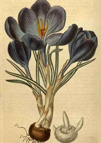 Reproducción/Reproduction 34380769103: Curtis's botanical magazine.. London ; New York [etc.] :Academic Press [etc.]